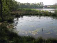 Aushubarbeiten im Teichbereich